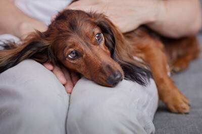 人間の常識は通用しない？！ダックスフンドに多い『犬の円形脱毛症』の真実【獣医師執筆】