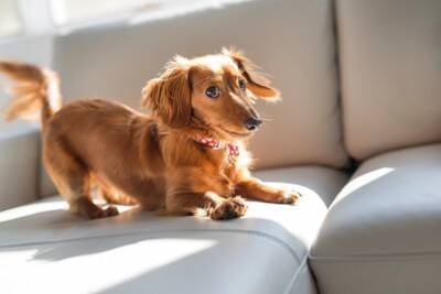 人間の常識は通用しない？！ダックスフンドに多い『犬の円形脱毛症』の真実【獣医師執筆】