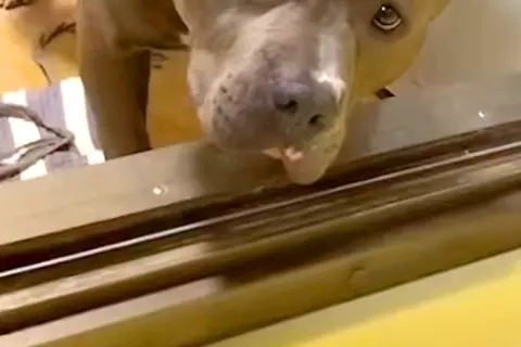 お風呂場におもちゃを入れてしまった犬→なぜか自分で動かずに…人間味がすごい『訴えの表情』が228万再生「表情豊かｗ」「めっちゃ伝わった」