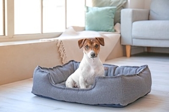 犬の『ベッド』絶対NGな洗濯方法５選　愛犬に健康被害をもたらす危険行為まで解説