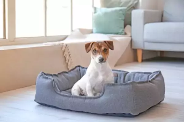 犬の『ベッド』絶対NGな洗濯方法５選　愛犬に健康被害をもたらす危険行為まで解説