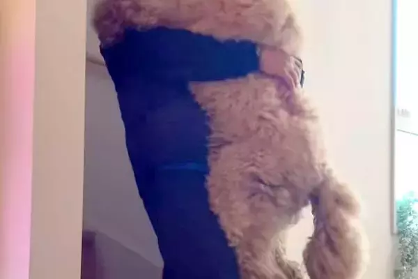 階段を降りられない大型犬→毎朝、パパに甘えんぼして…見た目と裏腹な『赤ちゃんすぎる光景』が502万再生「自分の大きさわかってなさそうｗ」