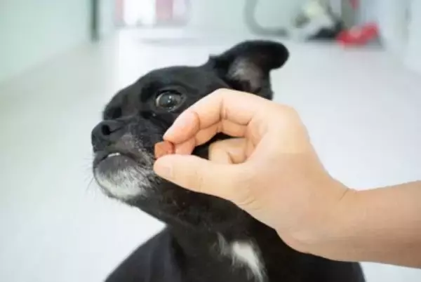 愛犬を『過保護』に育てるデメリット5選　過剰に甘やかしたときに考えられるリスクや適切なお世話まで