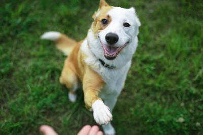 愛犬を『過保護』に育てるデメリット5選　過剰に甘やかしたときに考えられるリスクや適切なお世話まで