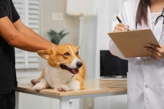 正しい診断はこう進む！犬の「食物アレルギー」と診断ステップ【獣医師執筆】