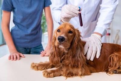 正しい診断はこう進む！犬の「食物アレルギー」と診断ステップ【獣医師執筆】