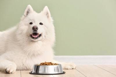 正しい診断はこう進む！犬の「食物アレルギー」と診断ステップ【獣医師執筆】