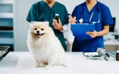 正しい診断はこう進む！犬の「食物アレルギー」と診断ステップ【獣医師執筆】