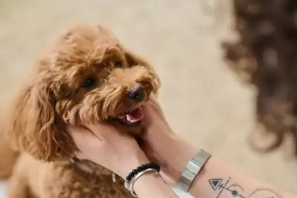 犬に『話しかけた方がいい』といわれる理由3つ　飼い主との会話を理解しているの？