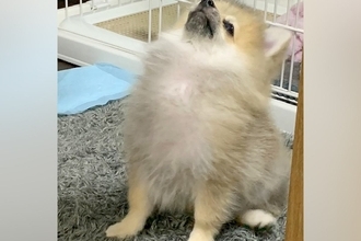 胸毛が『パヤパヤ』している子犬→5年後の現在は…もはや別犬な『立派すぎる光景』に4万いいね集まる「貫禄あって草」「差が激しくて吹いたｗ」