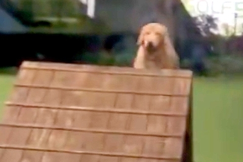 投げたボールを拾った大型犬→『咥えて戻ってくるかな』と思ったら…まさかの『ずる賢すぎる光景』に爆笑「頭良くてビックリｗ」「遊びの天才」
