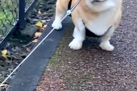 散歩中『犬と行きたい方向が違った』結果→もめてしまい、帰宅後…人間のような『不満の表情』が75万再生「こんな顔に出る？ｗ」「おめめがｗ」