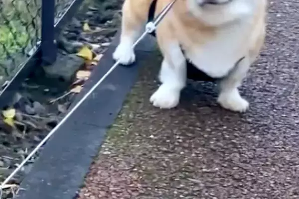 散歩中『犬と行きたい方向が違った』結果→もめてしまい、帰宅後…人間のような『不満の表情』が75万再生「こんな顔に出る？ｗ」「おめめがｗ」
