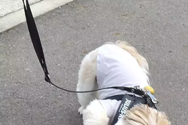 『ブラジルの音を聞こうとしてる』散歩中、歩いていた犬が突然…『まさかの行動』がおもしろすぎると19万いいね「聞こえた？」「真剣で可愛い」