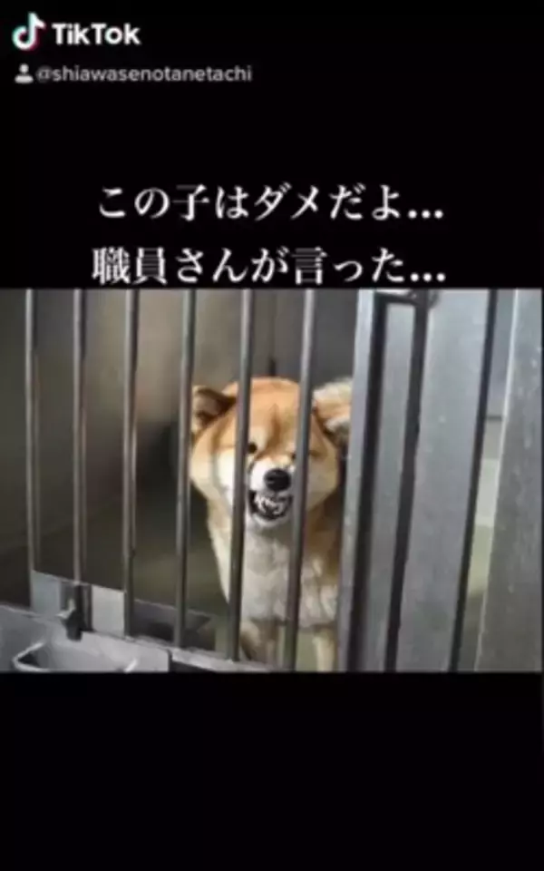 『噛むから殺処分だよ』諦めない…その思いが繋いだ柴犬の命　警察犬への挑戦に「涙止まらん」「いいね1個じゃ足りん」