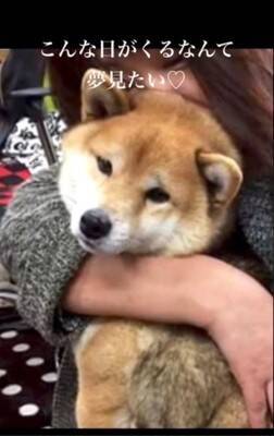 『噛むから殺処分だよ』諦めない…その思いが繋いだ柴犬の命　警察犬への挑戦に「涙止まらん」「いいね1個じゃ足りん」