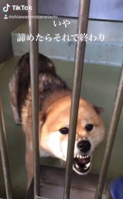 『噛むから殺処分だよ』諦めない…その思いが繋いだ柴犬の命　警察犬への挑戦に「涙止まらん」「いいね1個じゃ足りん」