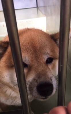 『噛むから殺処分だよ』諦めない…その思いが繋いだ柴犬の命　警察犬への挑戦に「涙止まらん」「いいね1個じゃ足りん」