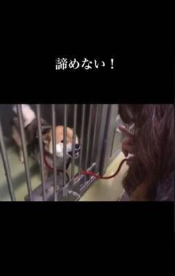 『噛むから殺処分だよ』諦めない…その思いが繋いだ柴犬の命　警察犬への挑戦に「涙止まらん」「いいね1個じゃ足りん」