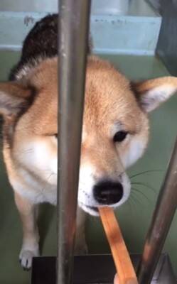 『噛むから殺処分だよ』諦めない…その思いが繋いだ柴犬の命　警察犬への挑戦に「涙止まらん」「いいね1個じゃ足りん」