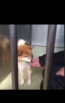 『噛むから殺処分だよ』諦めない…その思いが繋いだ柴犬の命　警察犬への挑戦に「涙止まらん」「いいね1個じゃ足りん」