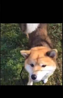 『噛むから殺処分だよ』諦めない…その思いが繋いだ柴犬の命　警察犬への挑戦に「涙止まらん」「いいね1個じゃ足りん」