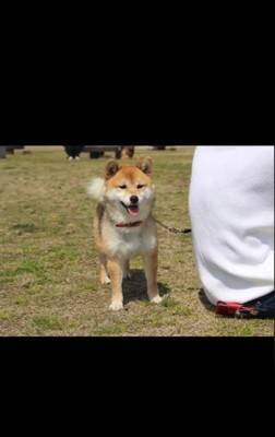 『噛むから殺処分だよ』諦めない…その思いが繋いだ柴犬の命　警察犬への挑戦に「涙止まらん」「いいね1個じゃ足りん」