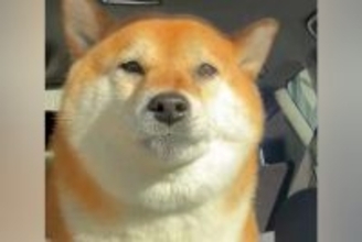 『美容院』と『病院』を聞き間違えた犬→想定以上だった『まさかのリアクション』が15万表示「ガクブルｗｗ」「聞き間違いあるある」と爆笑