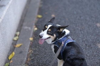 犬に教えておいたほうがいい『しつけ』3つ　ワンコと暮らす上で必ず知っておくべきコマンドとは？