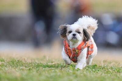 犬に教えておいたほうがいい『しつけ』3つ　ワンコと暮らす上で必ず知っておくべきコマンドとは？