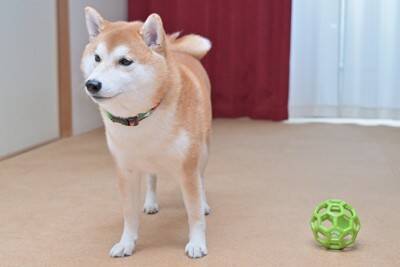 犬が『分離不安症』になる絶対NG行為5選　依存しすぎなワンコがみせる行動とは？