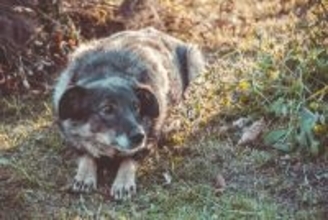 犬が怯えてしまう人間の特徴5つ　ワンコを怖がらせる服装とは？好かれるコツまで