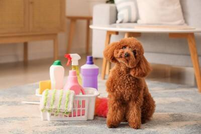 犬にとって『不快なベッド』の特徴５選　睡眠を妨害してしまう寝床の共通点とは？