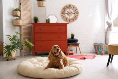 犬にとって『不快なベッド』の特徴５選　睡眠を妨害してしまう寝床の共通点とは？