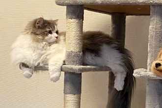 猫のために『キャットタワー』を設置したら、犬が…まさかの猫化？影響を受け過ぎた光景に反響「乗っ取られたｗｗ」「リラックスしてるの草」