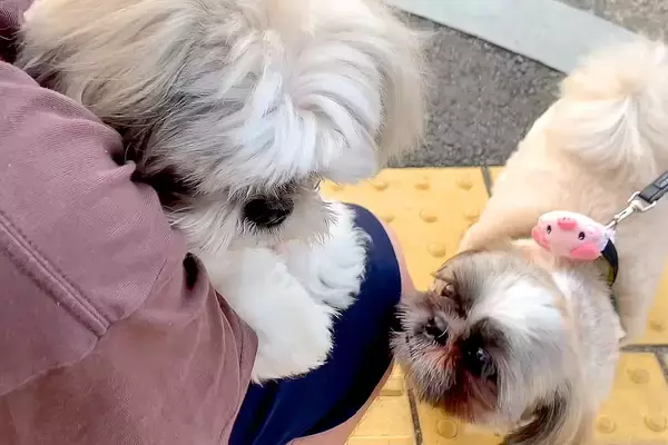 朝、犬見知りのワンコが『8匹の犬に囲まれてしまった』結果→想像以上にビビりまくり…わかりやすい態度に反響「気持ちわかるｗ」「愛おしい」