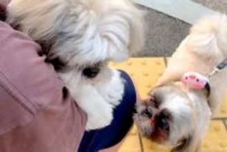 朝、犬見知りのワンコが『8匹の犬に囲まれてしまった』結果→想像以上にビビりまくり…わかりやすい態度に反響「気持ちわかるｗ」「愛おしい」
