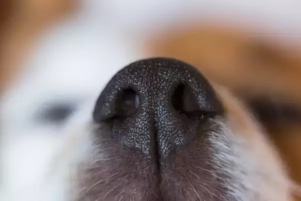 犬にまつわる『4つの雑学』　今すぐ誰かに話したくなる驚きの能力や意外と知られていない知識まで