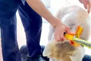 病院が大嫌いな秋田犬→名前を呼ばれると、全力拒否をして…わかりやす過ぎる『ぴえん顔』が33万再生「ハンドブレーキｗ」「観客わいてて好き」