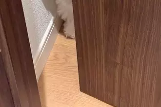 家でトイレ中『ノック音』がしたので、ドアを開けたら犬が…愛おしすぎる『ストーカー行為』に1万いいね「ぜひされたい」「妖精さん」と絶賛