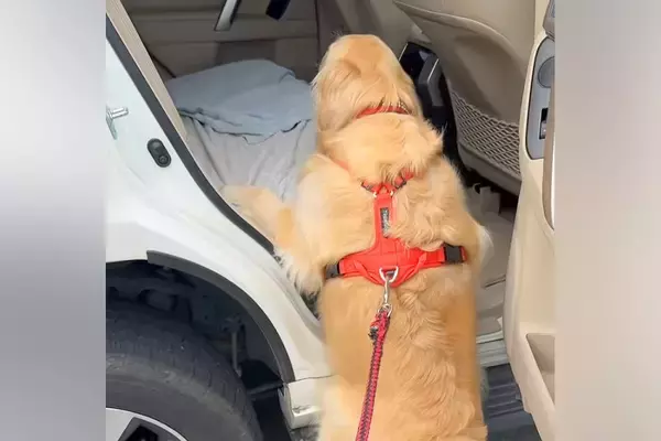車に乗ろうとする『運動神経が悪い大型犬』→お尻が重すぎて登れずに…『一生懸命な光景』が可愛いと反響「みんな違ってみんないい」「頑張れ！」