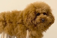 雨対策のため、犬に『レッグカバー』を着せてみた結果→思わず二度見する『衝撃のシルエット』が48万再生「足に角材つけてる？ｗ」「木製イヌ」
