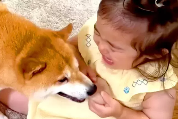 2歳の女の子が『犬に泣かされてしまった』結果→ただならぬ空気を察して…あまりにも尊い『ごめんね』の仕方が36万再生「涙出た」「優しい世界」