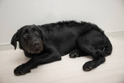 犬が『怖い』と感じるもの4選　ビビリなワンコの共通点や安心させるためにできることまで