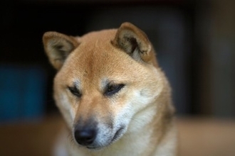 犬が『精神疾患』を抱えているときの症状5選　主な治療法や飼い主にできることまで