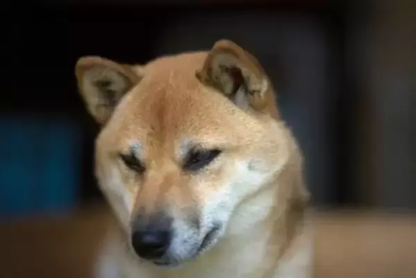 犬が『精神疾患』を抱えているときの症状5選　主な治療法や飼い主にできることまで
