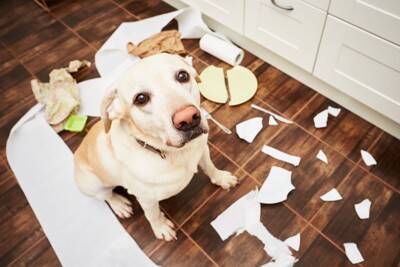 犬が『精神疾患』を抱えているときの症状5選　主な治療法や飼い主にできることまで