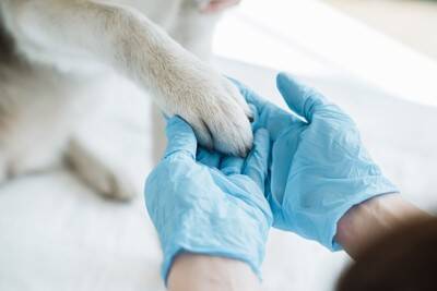 犬が『精神疾患』を抱えているときの症状5選　主な治療法や飼い主にできることまで
