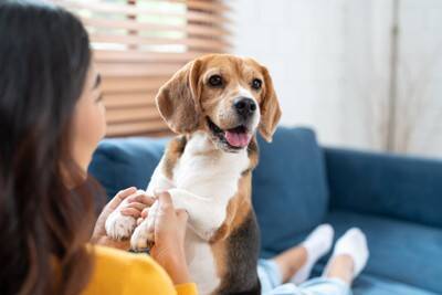 犬が『精神疾患』を抱えているときの症状5選　主な治療法や飼い主にできることまで