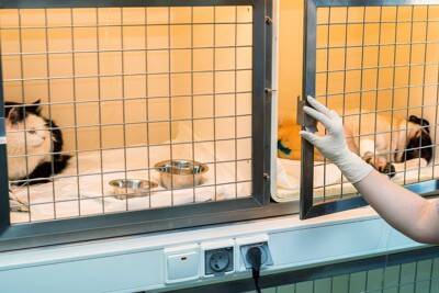 犬が『動物病院』を嫌いになってしまう原因4つ　苦手な場所だと認識させないためにできることとは？